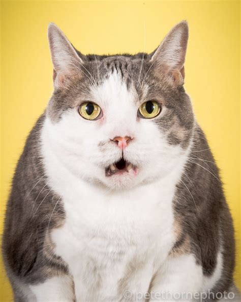 photo series  cute fat cats vuingcom
