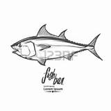 Tuna Drawing Bluefin Yellowfin Getdrawings sketch template