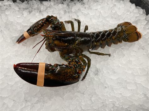 lb chix lobsters lobster maine ia