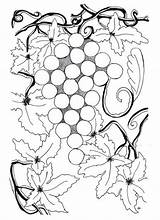 Vineyard Parable Grape sketch template