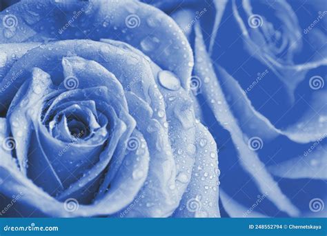 prachtige lichtblauwe rozen met waterdruppels als achtergrondklap stock foto image  cadeau