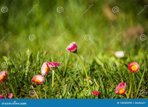 Beautiful Common Daisies Growing In The Grass Blossoming Daisy In A