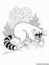 Selvagens Animais Encontramos Raccoon Comida sketch template