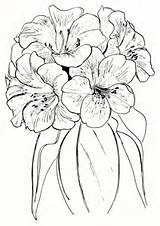 Rhododendron Flower Drawing Flowers Tattoo Pencil Coloring Rhododendrons Drawings Pacific Illustration Pages Native Artigo Return Visit Choose Board Horticulture sketch template