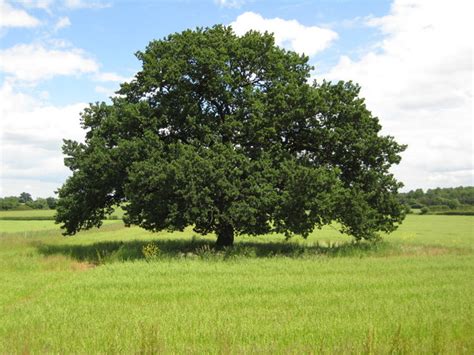 fileoak tree  kersoe geographorguk jpg wikimedia