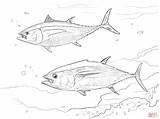 Tuna Coloring Bluefin Pages Yellowfin Drawing Printable Barracuda Salmon Pacific Atlantic Color Getdrawings Piranha Tilapia Super Getcolorings Print Animal 1536px sketch template