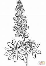 Coloring Lupine Bluebonnet Drawing Pages Flower Lupin Blue Bonnet Printable Drawings Line Supercoloring Draw Getdrawings Flowers Select Crafts Category Paintingvalley sketch template