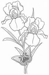 Iris Irises sketch template