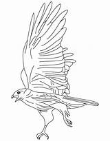 Hawk Coloring Red Tailed Pages Kestrel Tail American Draw Color Kids Printable Getcolorings Getdrawings Colouring Popular sketch template