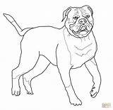 Coloring Bulldog Pages Getcolorings Sheets sketch template