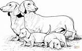 Coloring Dog Pages Dachshund Puppies Dogs Weiner Realistic Printable Puppy Sheets Print Color Supercoloring Colouring Book Drawings Drawing Animals Colour sketch template