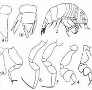 Afbeeldingsresultaten voor "eupronoe Maculata". Grootte: 189 x 178. Bron: www.odb.ntu.edu.tw