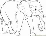 Elephant Coloring African Pages Drawing Print Color Printable Elephants Kids Animals Coloringpages101 Pdf Getcolorings Koopalings Getdrawings sketch template