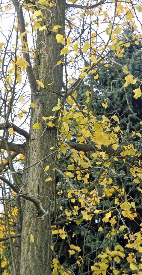 ginkgo biloba ein baum wie ein gedicht raempel