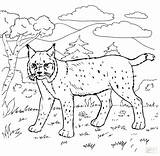 Coloring Bobcat Pages Forest Animals Rushmore Swamp Mt Mount Drawing Animal Printable Steer Color Bobcats Getcolorings Viii Henry Habitat Getdrawings sketch template
