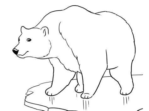 printable polar bear coloring pages coloring  mcoloring bear