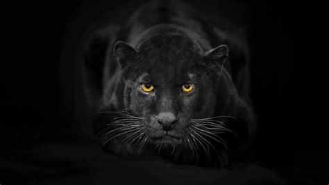 stop     stunning images   black panther