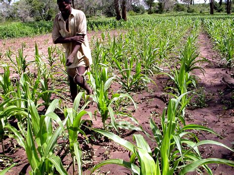 image libre glands mais severement retard de croissance la secheresse la province devrait