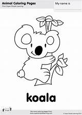 Koala Koalas Getcolorings sketch template