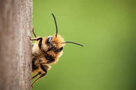 bees  honey  steps  honeybees