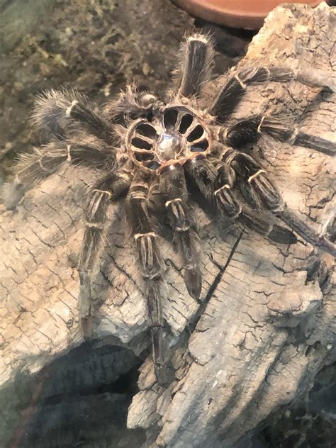 gnarly holes   shed tarantula skin rtrypophobia