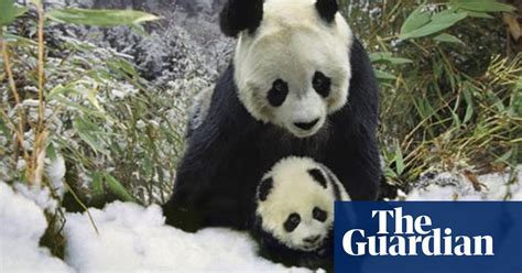Should Pandas Be Left To Face Extinction Endangered