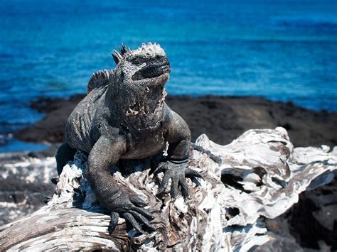 Everything You Need To Know About Visiting The Galápagos Condé Nast