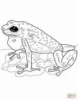 Frog Poison Coloring Dart Strawberry Coqui Pages Drawing Realistic Supercoloring Printable Frogs Getdrawings Sheets Adult Choose Board sketch template