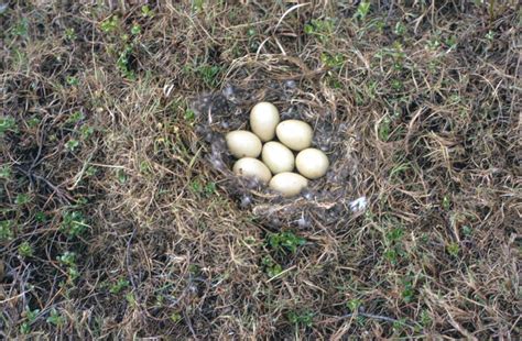 picture long tailed duck nest eggs