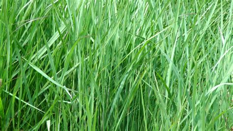long grass background  stock photo public domain pictures