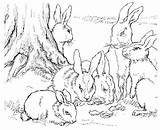 Rabbit Coloring Pages Family Bunny Wildlife Animals sketch template