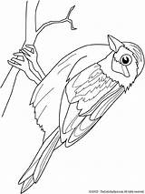 Moineau Kleurplaat Vogels Vogel Koolmees Kleurplaten Ausmalen Afdrukken Oiseaux Sparrow Sperling Ptaki Tekenen Oiseau Bezoeken Knutselen Voor Enfants sketch template