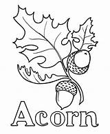 Acorn Coloring Oak Pages Drawing Leaf Leaves Printable Acorns Pre Line Template Kids Wood Sheet Alphabet Burning Clipart Thanksgiving Print sketch template