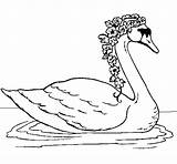 Cisne Cygne Cigno Fiori Cigne Cisnes Flors Sisne Coloritou Dibuix Acolore Dibuixos Oiseaux sketch template