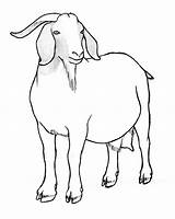 Goat Drawing Pygmy Nubian Sketch Drawings Pencil Getdrawings Realistic Description Igem Ucsc sketch template