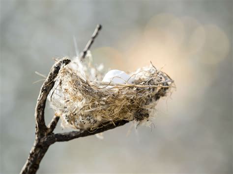 identify  bird nest