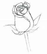 Coloring Rose Bud Rosebud Pages Drawing Flower Drawings Simple Template Fragrant Really Designlooter Light Tattoo Buds Kids Getdrawings Sketch 5kb sketch template