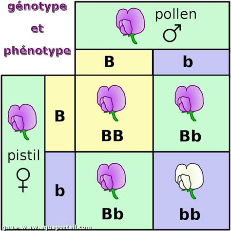 génotype définition et explications