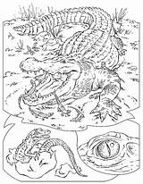 Crocodile Coloring Pages Kids Coloringpages1001 Crocodiles Krokodil sketch template