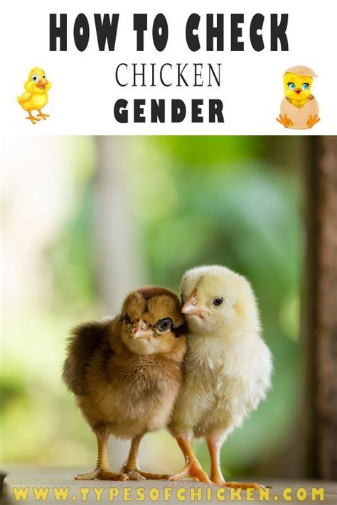 5 visible gender differences on your chicks chickens backyard