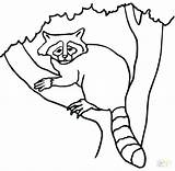 Coloring Raccoon Baby Pages Getdrawings sketch template