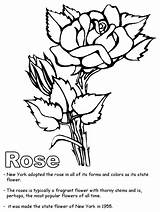 Rose Coloring Cherokee Drawing Color Roses Pages York Clip Printable Print Flower Clipart State Library Popular Sheet Coloringhome Collection Comments sketch template