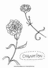 Carnation Colouring Tattoo Coloring Drawing Simple Flower Flowers Carnations Pages Drawings Silhouette Kids Explore Small Birth Visit Tattoos Print Step sketch template