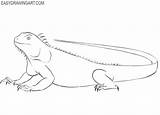 Iguana Easydrawingart Mistakes sketch template