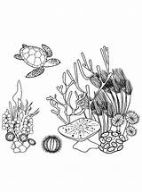 Koraal Schildpad Koralle Turtle Kleurplaten Kleurplaatjes Stemmen sketch template