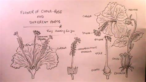 draw  parts  china rosedraw parts  hibiscus flower youtube