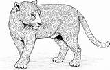 Jaguar Pustyni Kolorowanka Kot Druku Pustynia Downloadable Educative Drukowanka Aktualnie Obrazku Dużej Powierzchni Jaguara Przedstawionym Teren Który Znajduję Widzisz sketch template
