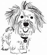 Havanese Coloring Dog Drawing Pages Dogs Cartoon Bichon Havanais Cute Animal Getcolorings Pups Raises Awareness Dollars Charity Quilts Different Related sketch template