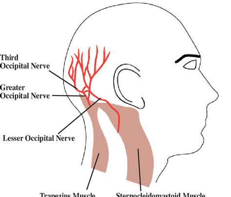 occipital nerves diagram general wiring diagram