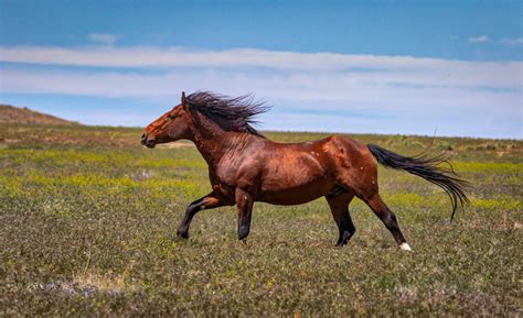 brown wild mustang seal brown horse photography print  robs wildlife robswildlife